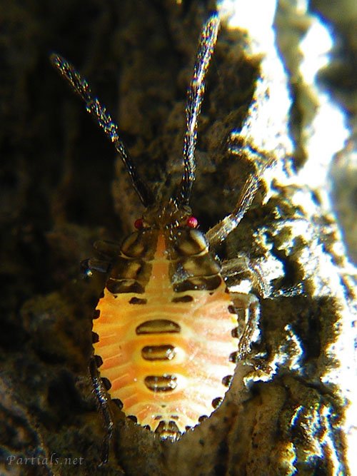 クヌギカメムシ幼虫