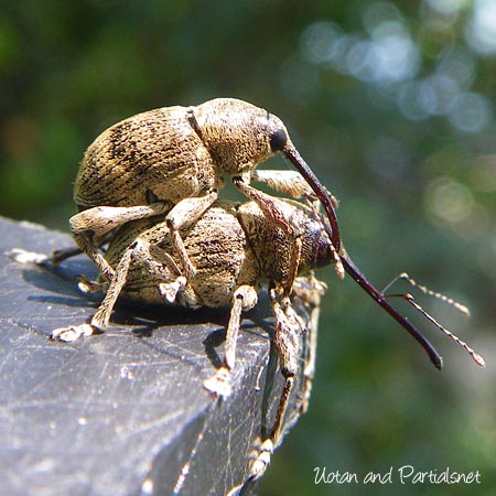 クヌギシギゾウムシ