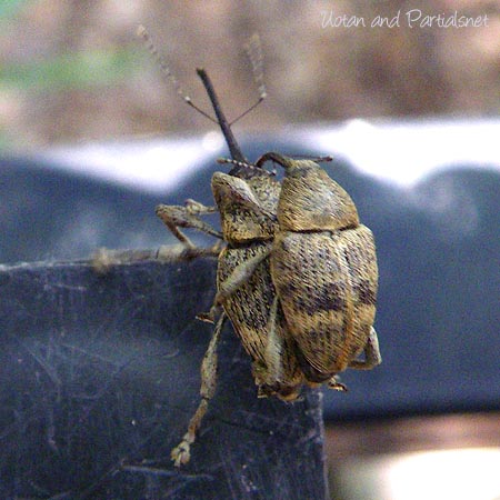 クヌギシギゾウムシ