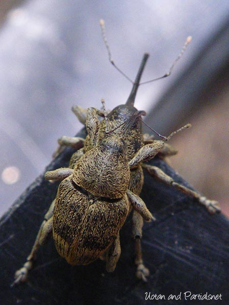 クヌギシギゾウムシ