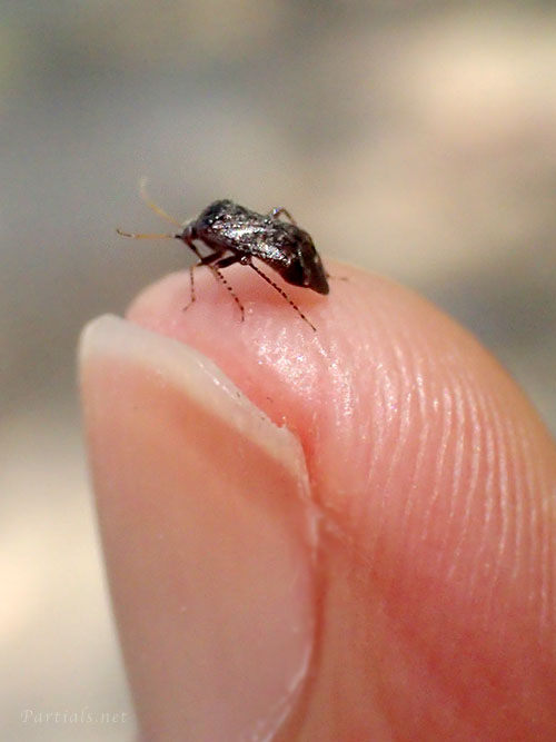 クヌギトビカスミカメ