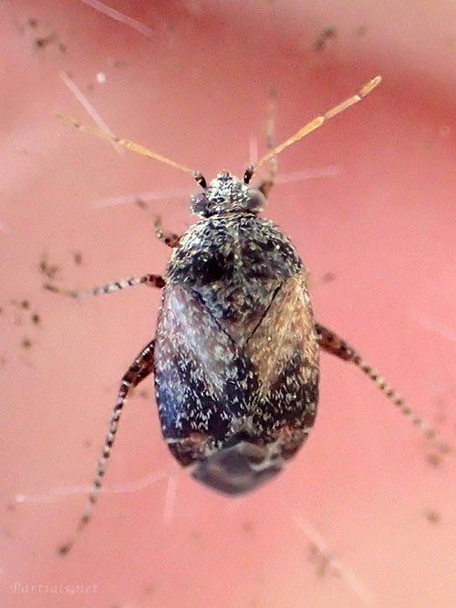 クヌギトビカスミカメ