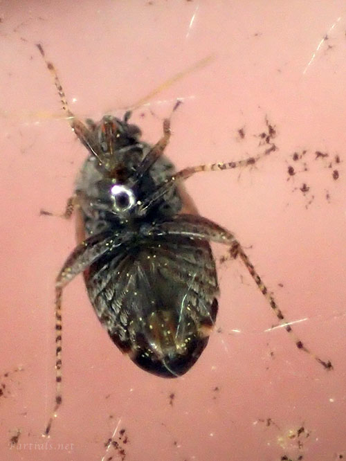 クヌギトビカスミカメ