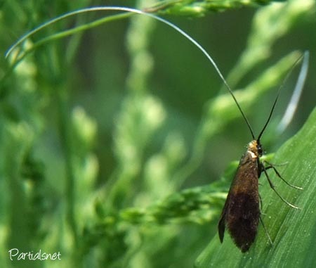 クロハネシロヒゲナガ