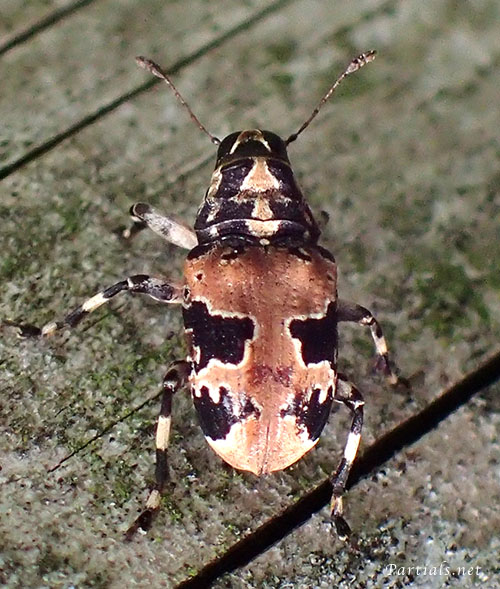 クロフヒゲナガゾウムシ