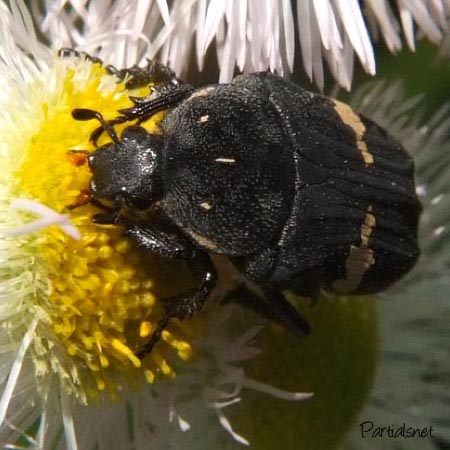 クロハナムグリ