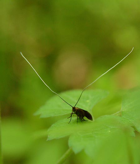クロバネシロヒゲナガ