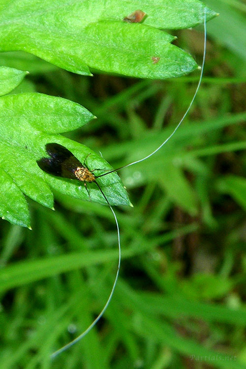 クロバネシロヒゲナガ
