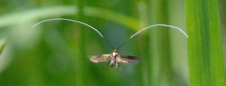 クロハネシロヒゲナガの飛翔