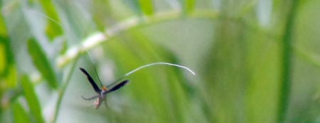 クロハネシロヒゲナガの飛翔