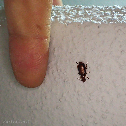 オオアトボシアオゴミムシ