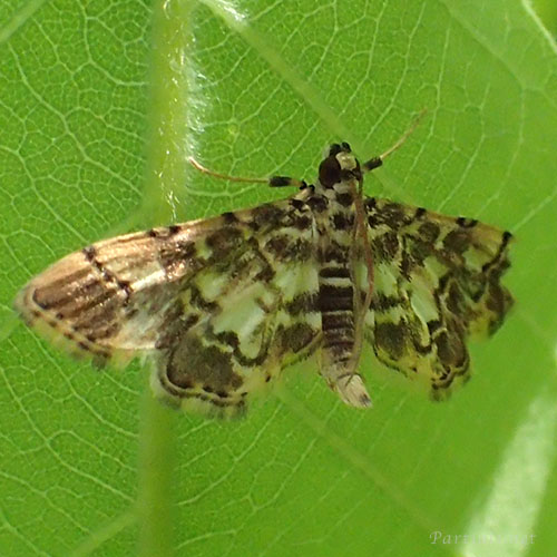 クロヘリノメイガ？