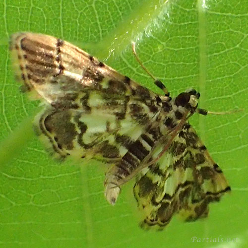 クロヘリノメイガ？