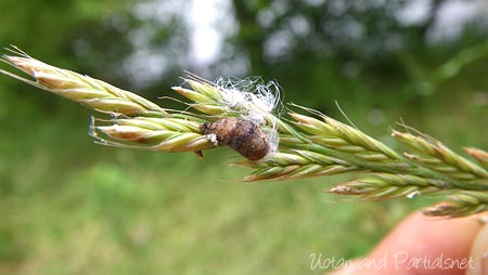 クロヒラタアブ囲蛹