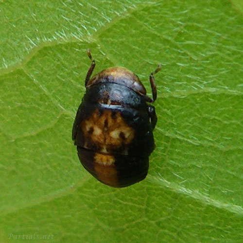 クロヒラタヨコバイ幼虫