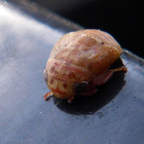 クロヒラタヨコバイ幼虫