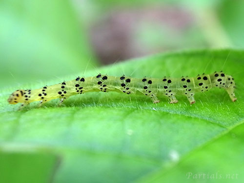クロキシタアツバの幼虫