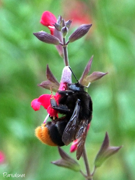 クロマルハナバチ