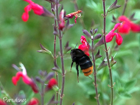 クロマルハナバチ