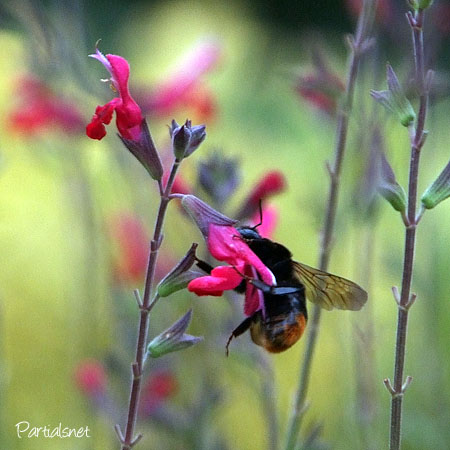 クロマルハナバチ