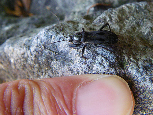 クロモンサシガメ