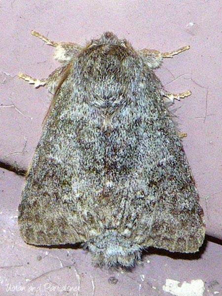 クロシタシャチホコ