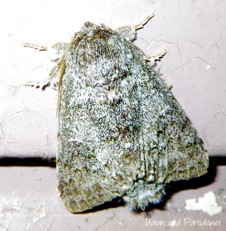 クロシタシャチホコ