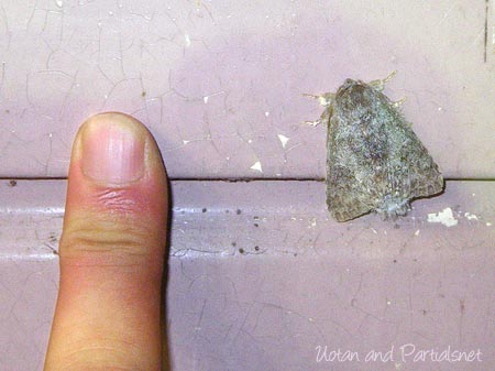 クロシタシャチホコ