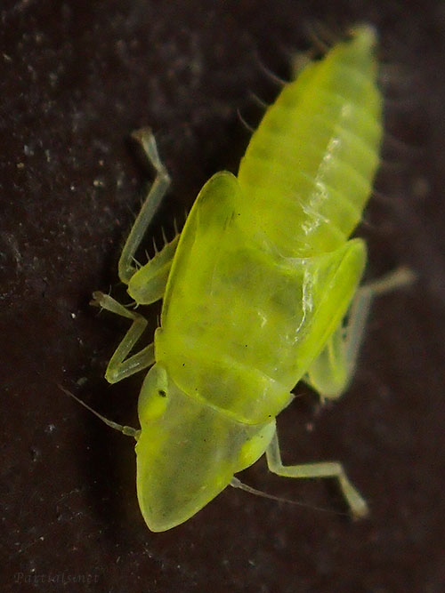 クロスジホソサジヨコバイの幼虫