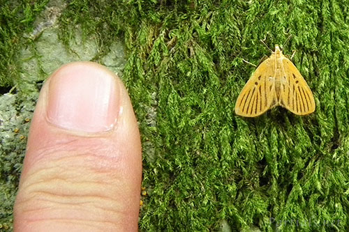 クロスジノメイガ