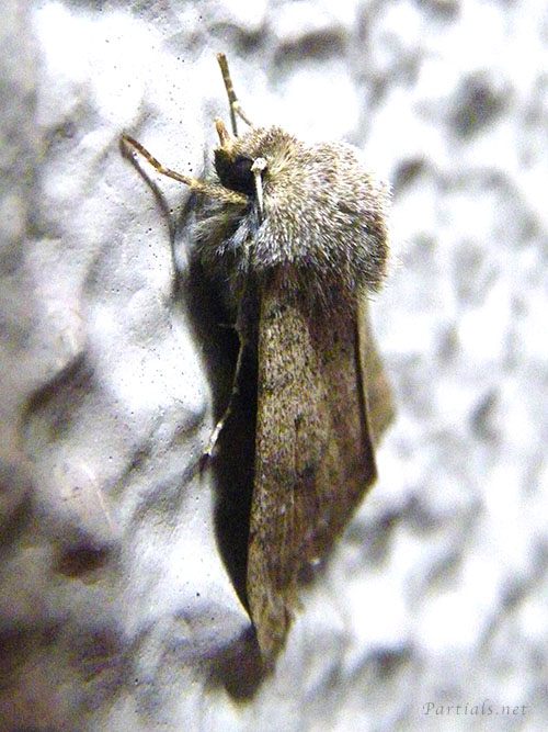 クロテンヨトウ