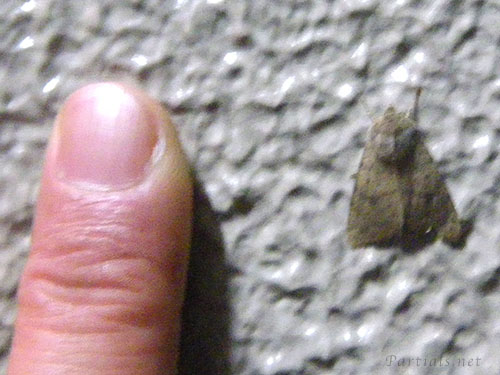 クロテンヨトウ