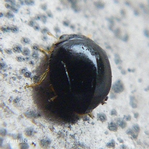 クロツヤテントウ