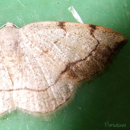 クロズウスキエダシャク