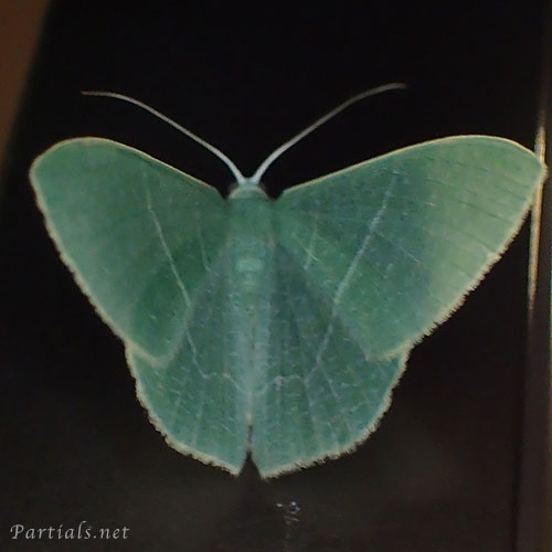 クスアオシャク