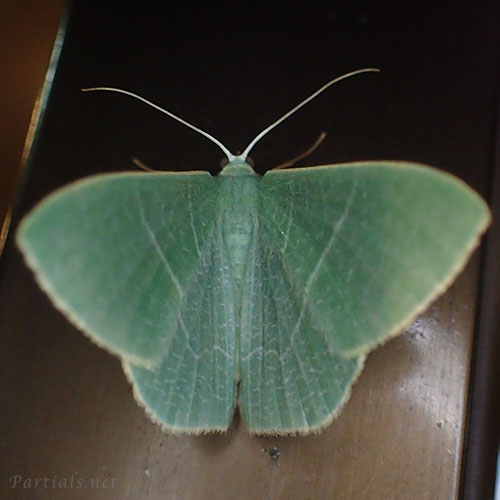 クスアオシャク