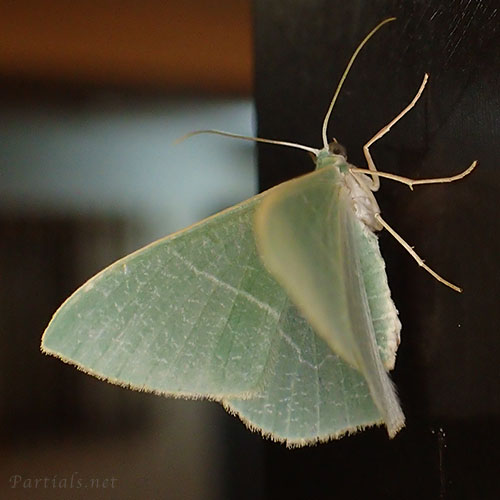 クスアオシャク