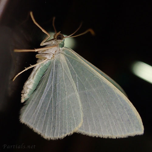 クスアオシャク