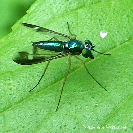 マダラアシナガバエ　メス