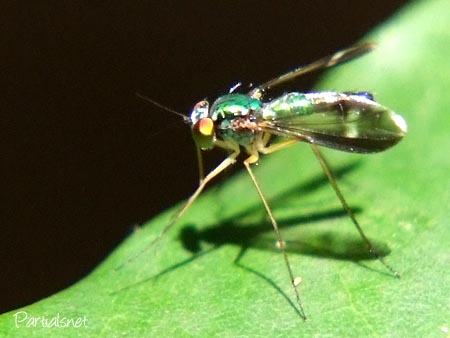 マダラアシナガバエ　オス