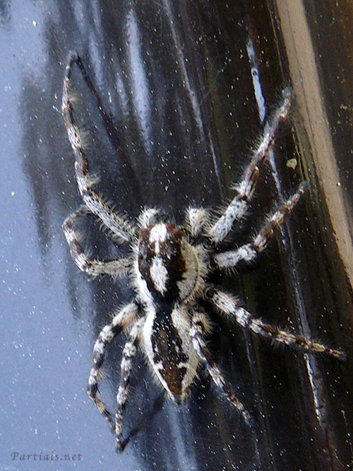 マダラスジハエトリ♂