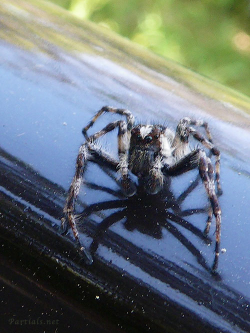 マダラスジハエトリ