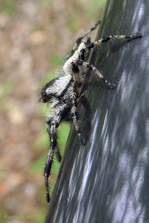 マダラスジハエトリ雄