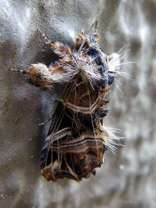 マダラツマキリヨトウ