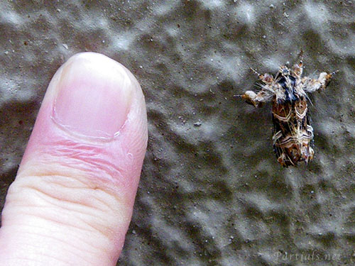 マダラツマキリヨトウ