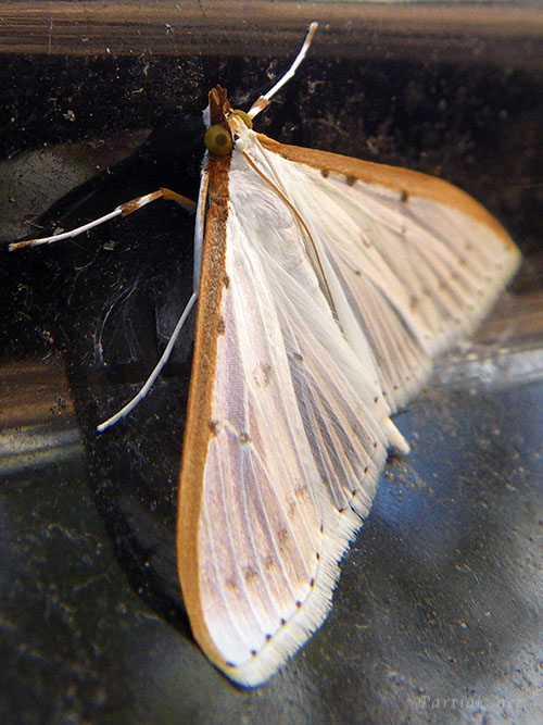 マエアカスカシノメイガ