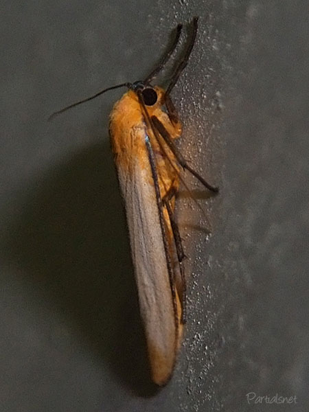 マエグロホソバ