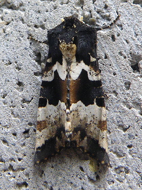 マエグロシラオビアカガネヨトウ