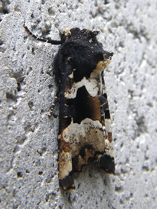 マエグロシラオビアカガネヨトウ