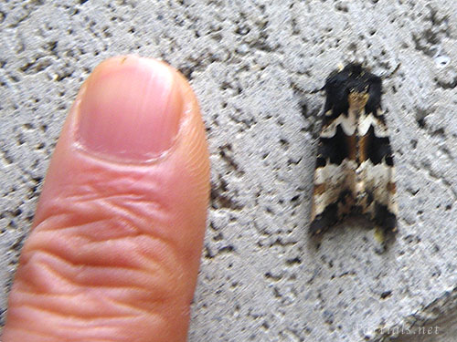 マエグロシラオビアカガネヨトウ